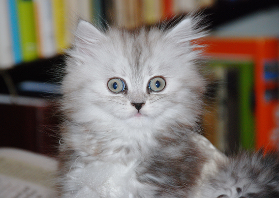 Putzig? Keine Frage. Aber noch viel zu jung, um von der Mutter getrennt zu werden. Foto: Marlen Almasbegy junge Katze
