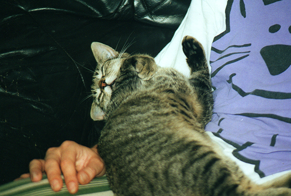 Schnurren beruhigt Katze liegt auf Mensch