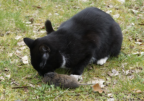 Emma lässt sich die große Schermaus schmecken Katze frisst Maus