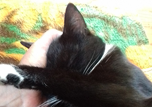 Katzen sind hilfreiche Therapeuten Katze wird gestreichelt