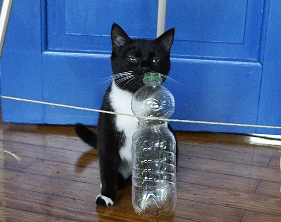 Emma vor ihrem ersten Denkspielzeug Katze mit Denkspielzeug