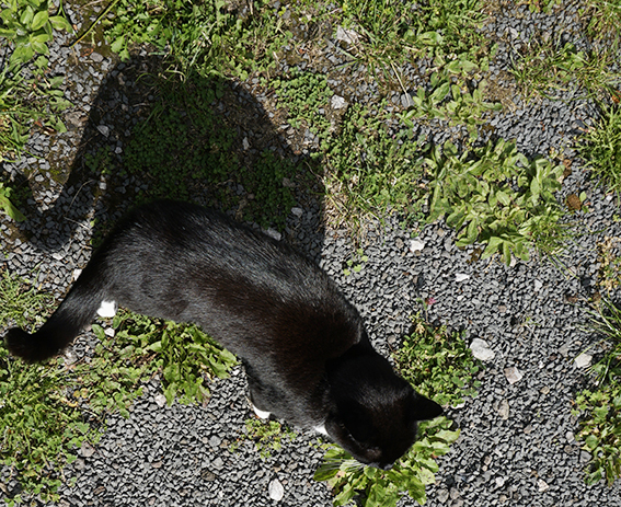 Emma's Schatten übertreibt maßlos Schwarze Katze mit Schatten