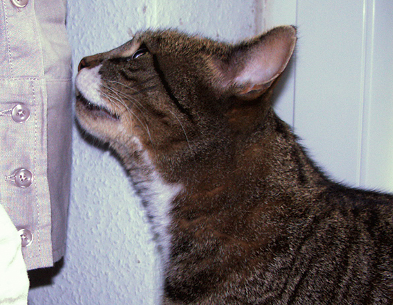 Gerüche vermitteln sehr interessante Eindrücke Katze schnuppert an Kleidung
