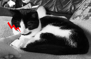 Stromschlag statt Zuneigung Katze bekommt elektrischen Schlag