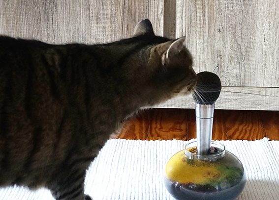 Nachgestellte Szene der Targetübung dieser Studie Katze an Nasentarget