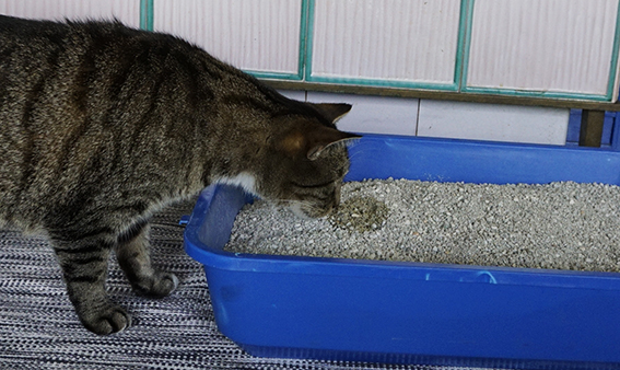 Benutzte Klos sind nicht jederkatz Sache Katze vor Katzenklo