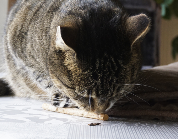 Wie fast jede Katze liebte auch Kato Matatabi Katze mit Silberwein