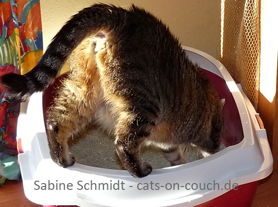 Betreten des Katzenklos. Foto: Sabine Schmidt, www.cats-on-couch.de Katze in Katzenklo