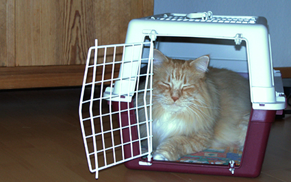 Bruno verreist gerne Katze in Transportkorb