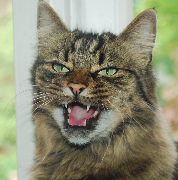Katzen maunzen nur Menschen an Katze miaut