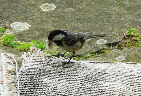 Tannenmeise sammelt Katzenhaare für ihr Nest Tannenmeise