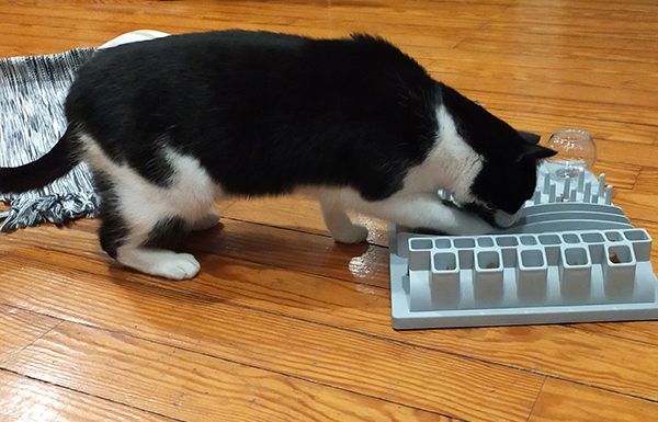 Katzenleben bereichern