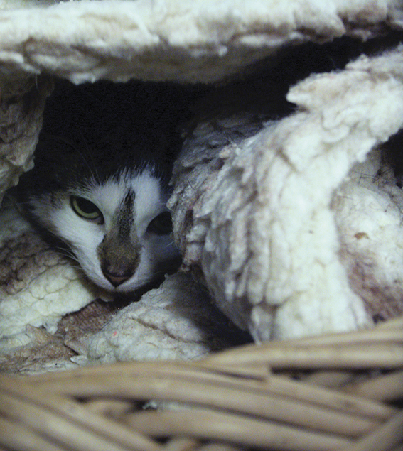 Sind Katzen gestresst? Und wie sieht man es ihnen an? scheue Katze