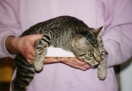 Floh ließ sich gerne tragen, wie auch immer. Hier liegt er auf einem Buch in meinen Händen. Katze liegt auf Buch und wird getragen