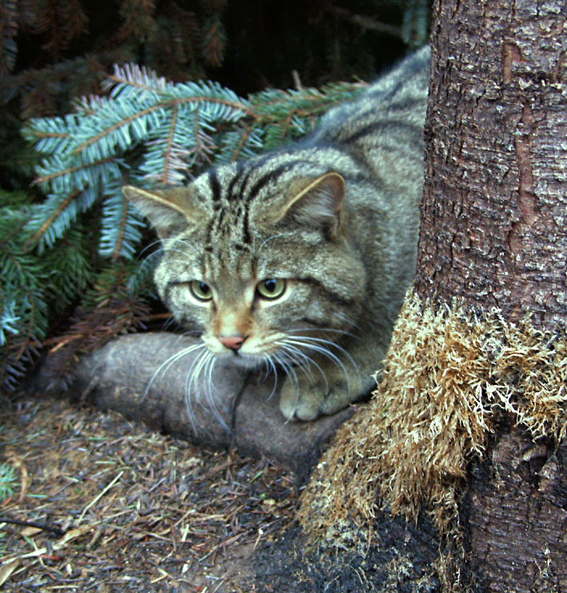 Felis silvestris, Europäische Wildkatze Europäische Wildkatze