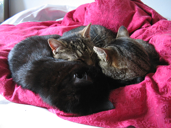 Gut sozialisierte Katzen finden schnell Freunde Drei Katzen liegen dicht beieinander