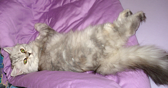 Im Alter von vier Monaten ist Gina kein "Ladenhüter", sondern besser für den Auszug gewappnet. Foto: Marlen Almasbegy. junge Katze liegt im Bett