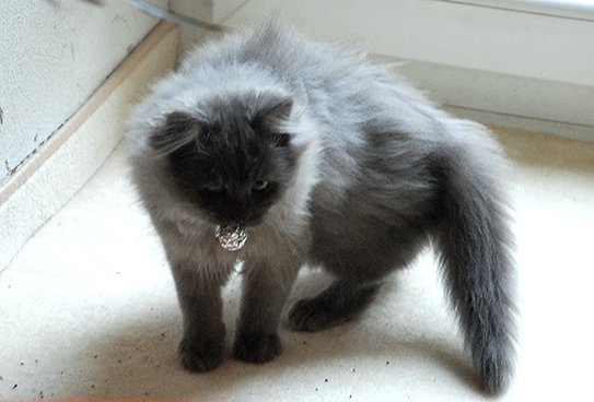 Katze trägt Bällchen aus Alufolie im Maul
