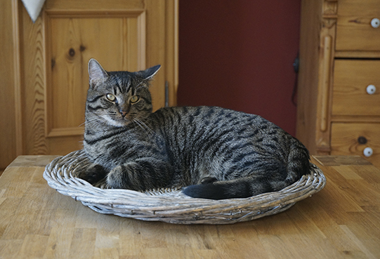 Aufmerksame Katze liegt auf einem Tisch