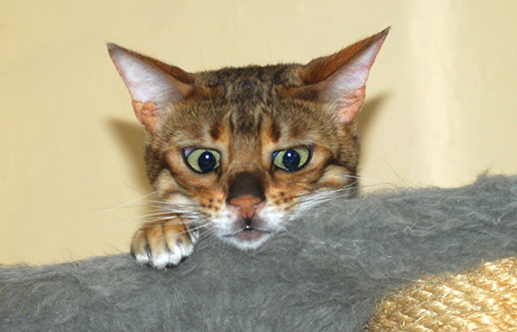 Angst und Furcht der Katze werden leider oft als normal empfunden Katze schaut ängstlich