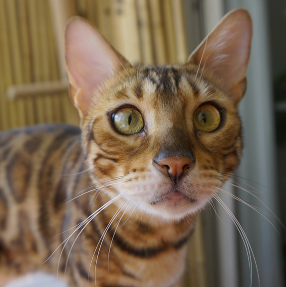 Solche erwartungsvollen Blicke kennen viele Menschen von ihren Katzen Katze schaut zum Fotografen