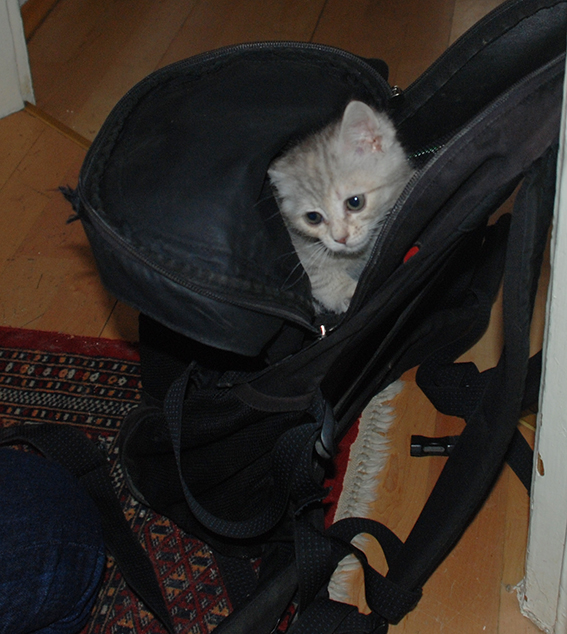 Junge Katzen saugen Informationen auf wie ein Schwamm Junge Katze in Rucksack
