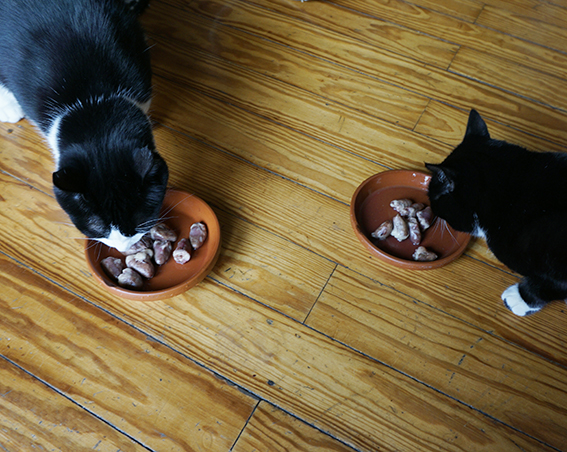 Hühnerherzen sind Leckerlis, als Alleinfutter nicht geeignet Katzen fressen Hühnerherzen