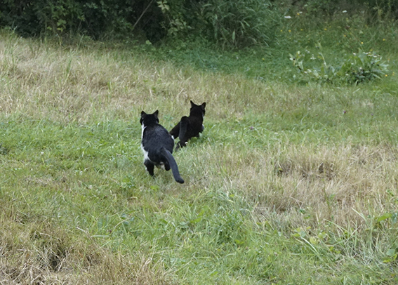 Nicht jede Katze mag ihr Territorium mit einer anderen teilen Katze jagt Katze