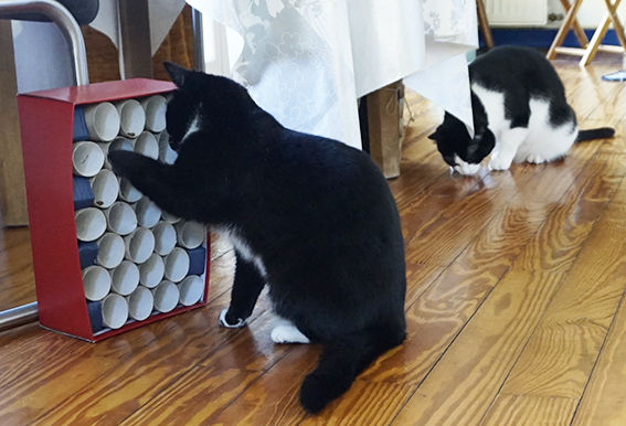 Denkspiele bzw. Intelligenzspielzeuge trainieren Geist und Feinmotorik Katze an Fummelbrett