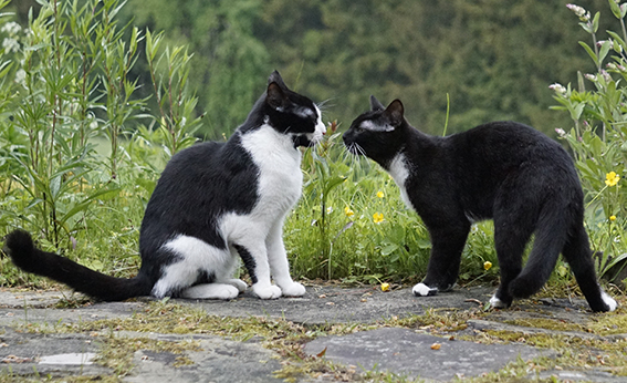 Der Nasengruß ist eine typische freundliche Katzenbegrüßung Zwei Katzen begrüßen sich