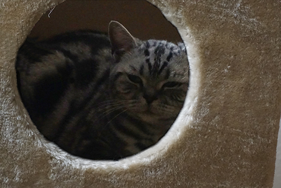 Katze in Höhle