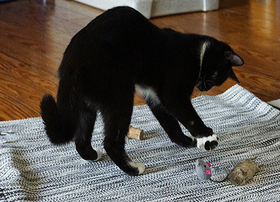 Bei der Jagd setzen Katzen fast alle ihre Sinne und Fähigkeiten ein, auch beim Spiel mit Beute und Spielzeugen Katze mit toter Maus und Spielzeugen