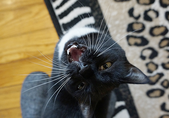 Nicht jedes Ausdrucksverhalten von Katzen ist so deutlich erkennbar wie ihre Lautäußerungen Katze vokalisiert
