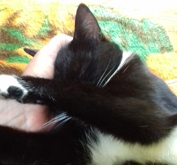 Katze wird gestreichelt