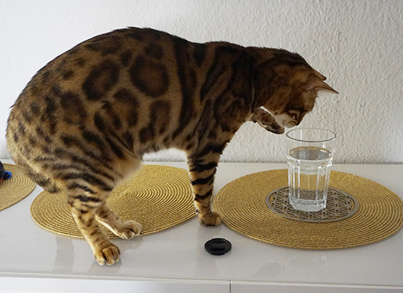 Auch ein Wasserglas kann zur Erforschung anregen Katze auf Erkundungstour im Haus