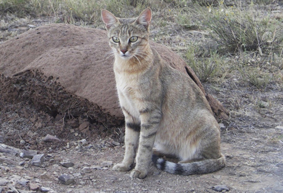 Hauskatzen stammen von der Falbkatze, der Afrikanischen Wildkatze, ab Falbkatze
