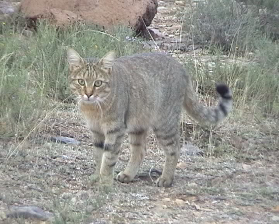 Falbkatze oder Afrikanische Wildkatze. Honingkrantz, Südafrika Falbkatze