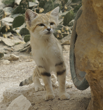 Sandkatze Felis margarita