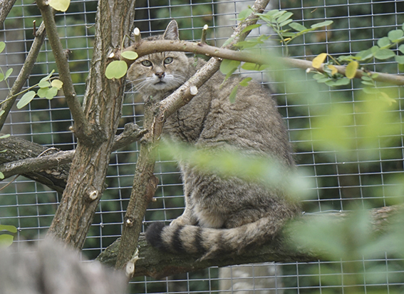 Viele Waldkatzen wurden schon erschossen, weil Jäger sie für verwilderte Hauskatzen hielten. Felis silvestris, Parc Zoologiques Lumigny, Frankreich Europäische Wildkatze