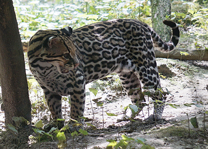 Auch der recht stattliche Ozelot zählt zu den Kleinkatzen. Leopardus pardalis, Parcs Zoologique Lumigny, Frankreich Ozelot Leopardus pardalis