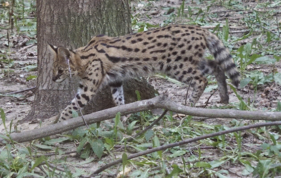 Servale wurden zur Zucht der Rasse Savannah mit Hauskatzen gekreuzt. Leptailurus serval, Parcs Zoologique Lumigny, Frankreich Serval Leptailurus serval