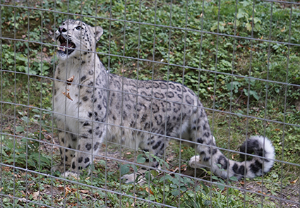 Schneeleoparden stellen die derzeitige Systematik der Katzenartigen in Frage. Panthera uncia, Parcs Zoologieque Lumigny, Frankreich Schneeleopard Panthera uncia