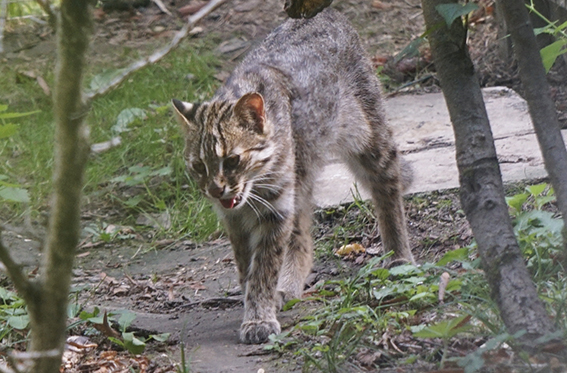 Bengalkatze Prionailurus bengalensis