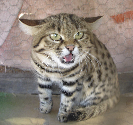Selbst die kleinsten Katzen wie diese Schwarzfußkatze können sehr wirksam drohen Schwarzfußkatze