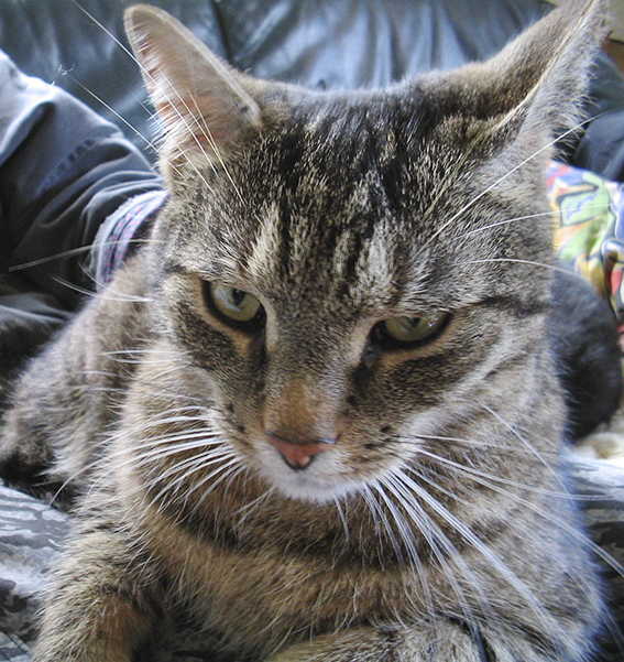 Auch die Mimik einer Katze spricht Bände, wenn man genau hinschaut Katzenmimik