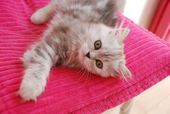 Gina mit drei Monaten. Bisher galten Katzen dann als "auszugsfähig". Foto: Marlen Almasbegy junge Katze liegt auf der Seite
