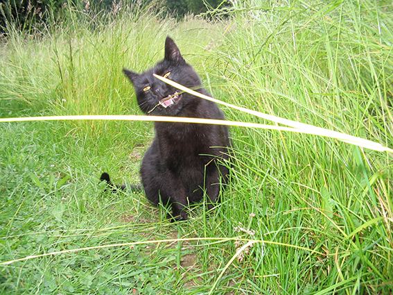 Schwarze Katze schnappt nach Grashalm