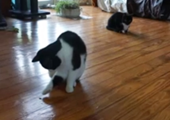 Diese Momentaufnahme eines Videofilms zeigt Jamie bei der noch zurückhaltenden Jagd nach einer Steppengrille Katze jagt Insekt