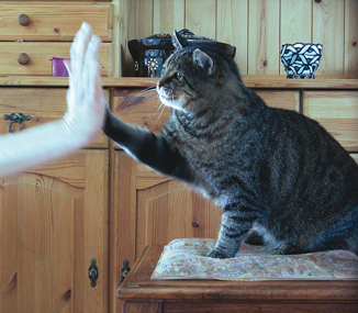 "High Five" ist eine der leichtesten Clickerübungen für Katzen High-Five mit Katze