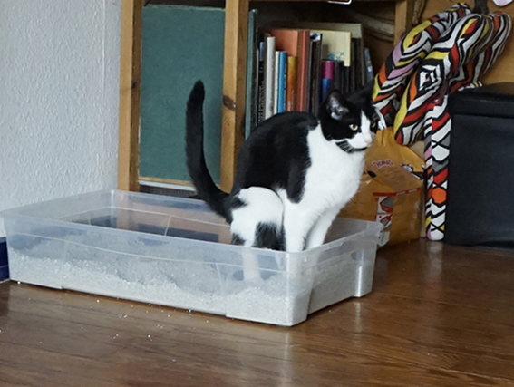 Die Position verrät, dass Jamie ein Häufchen absetzt Katze auf Katzenklo